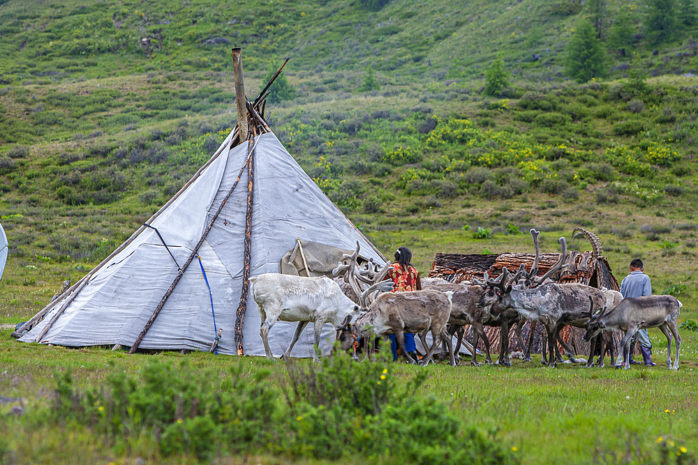 Turkic community of Semi Nomadic reindeer herders living in the northernmost province of Mongolia