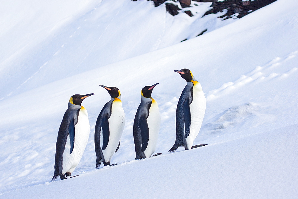 King Penguins contemplating the snow on Heard Island, Antarctica