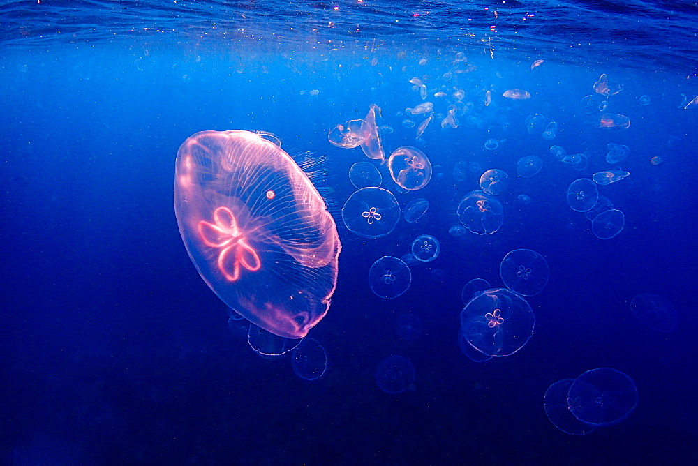 Jellyfish Swarm at Jardines de la Reina marine reserve, Cuba