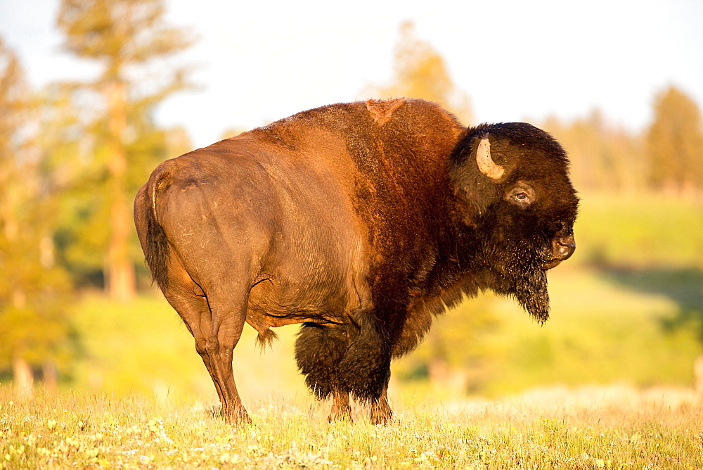 An American Bison at sunrise in Yellowstone National Park