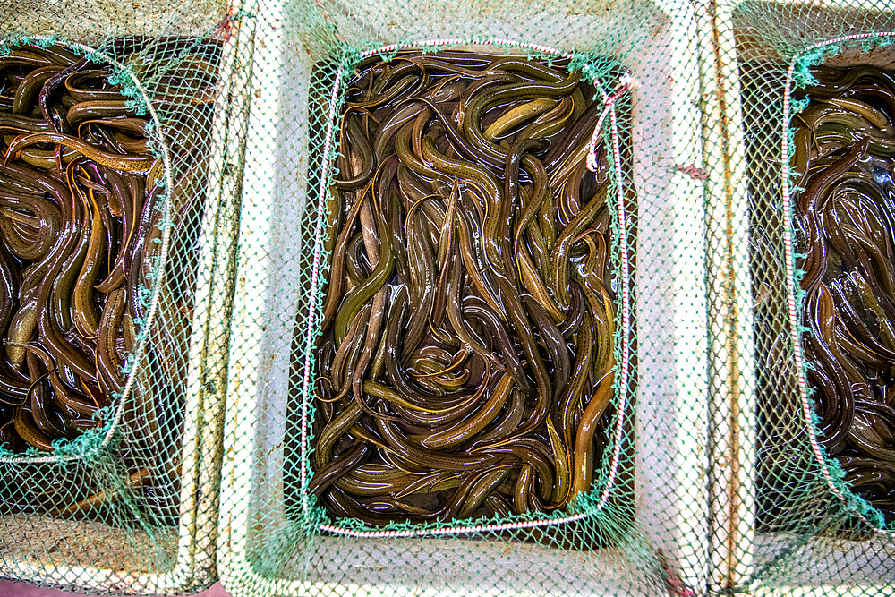 Shanghai, China, 26th Jan 2020, Living eels for sale at seafood market