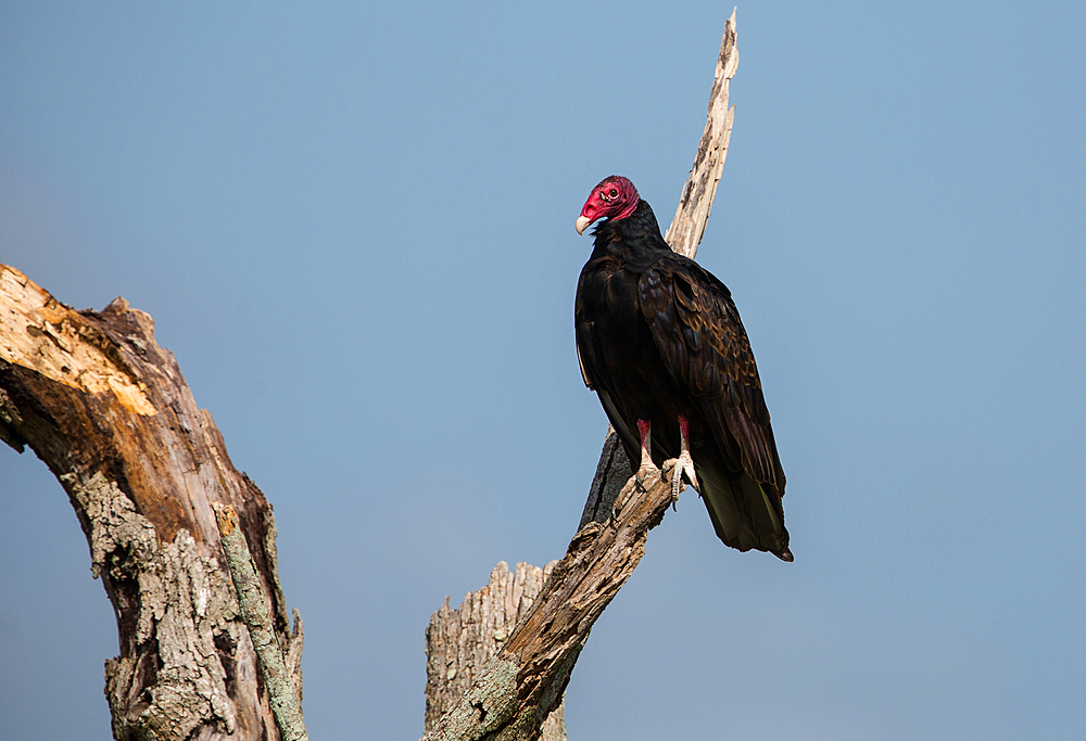 Turkey Vulture near Najasa, Cuba