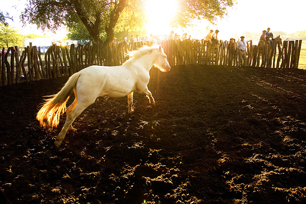 Fiesta de la Tradicion, San Antonio de Areco, Provincia de Buenos Aires, Argentina