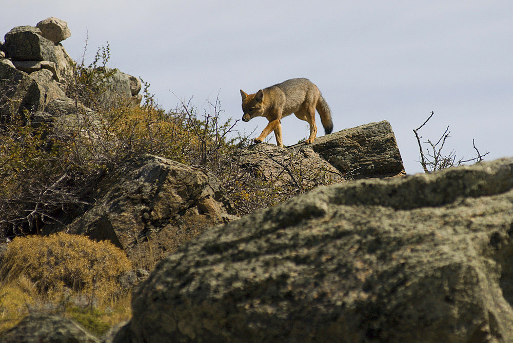 Red Fox (Pseudalopex culpaeus), Perito Moreno National Park, Southern Andean Patagonia, Santa Cruz, Argentina