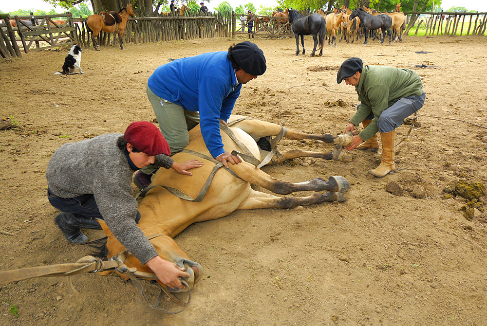 Argentinian Tradition Festival. The Argentinian Gauchos Festival