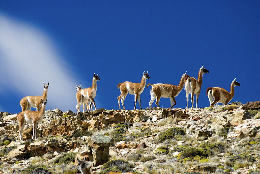 Guanacos (Lama guanicoe) Guanaco in the Wild, Perito Moreno National Park, Southern Andean Patagonia, Santa Cruz, Argentina