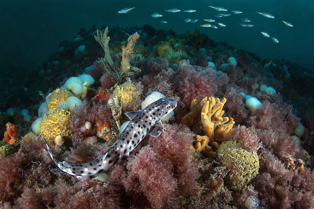 A nursehound (Scyliorhinus stellaris) watches closely a group of small cod passing by. Shot taken off Chioggia (VE) on one of the many rocky formations developed in the seabed of the upper Adriatic, called Tegnue. These bio-sediments are similar to coral reefs and for this reason they are also called Adriatic coral reefs.