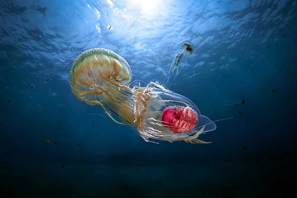 A common mediterranean jellyfish (Pelagia noctiluca) feasting on another mediterranean jellyfish (Neoturris pileata), rarely seen in shallow waters. This picture was taken during special event occurred on April 2019 in the Strait of Messina, when special conditions of weather, sea currents and moon phases brought close to surface a lot of pelagic subjects, including a few usually living very deep.