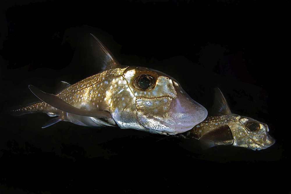 A couple of spotted ratfish (male and female), also known as chimaera, on a night dive in the shallow waters of God's Pocket resort (British Columbia, Canada)