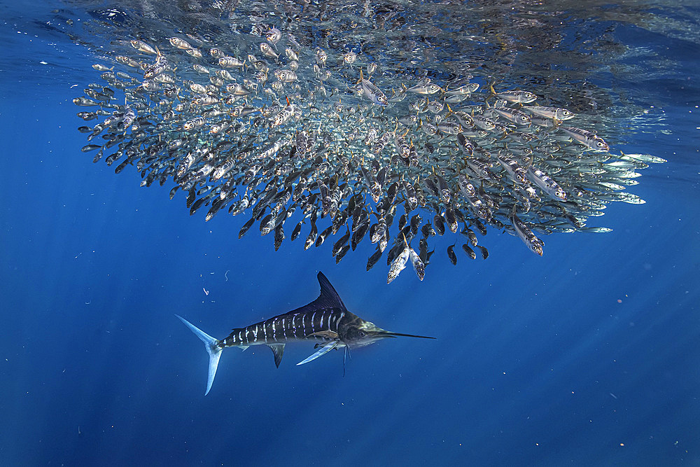 A striped marlin (Kajikia audax) chases a group of very fast mackerel (Scomber Disbrus) in the waters of Magdalena Bay, off the village of Puerto San Carlo, Baja California Sur, Mexico