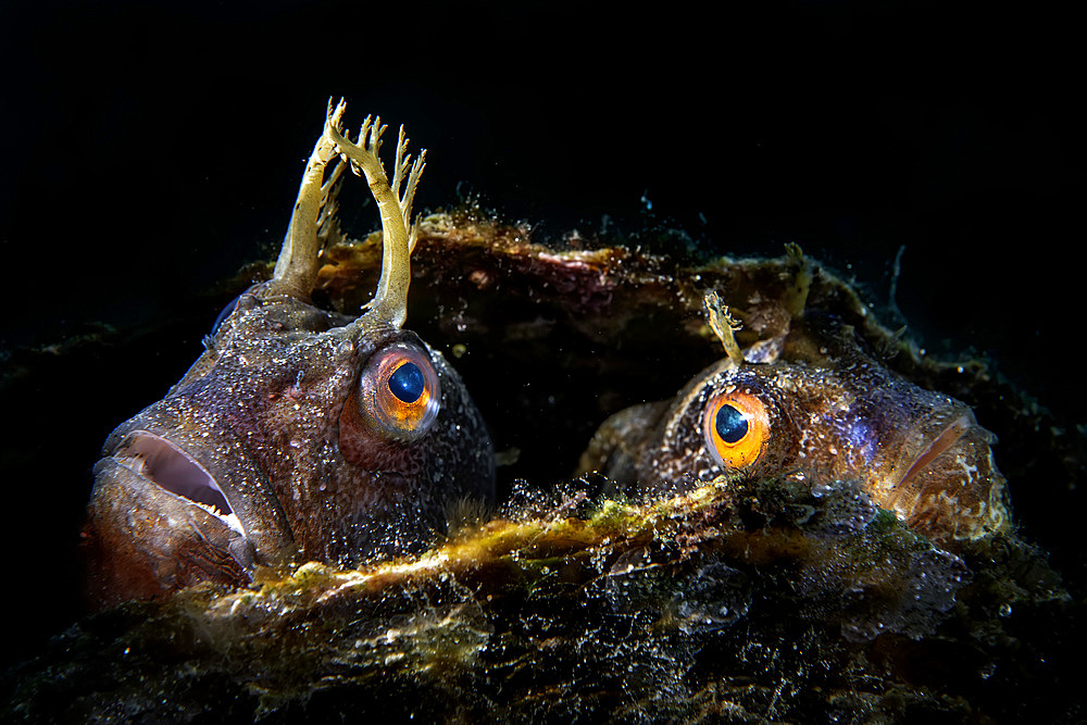 A couple of butterfly blenny (Blennius ocellaris) peeps out from inside a fan mussel (Pinna nobilis), that they chose as the nest for hatching their eggs.