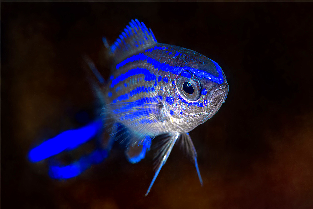 Portrait of a juvenile specimen of damselfish (Chromis chromis). Before taking the typical dark brown color of their adult form, these fishes have magnificent electric blue bands. The juvenile specimens are very small, a few centimeters, and they move with nervous and unpredictable movements without any moment of pause.