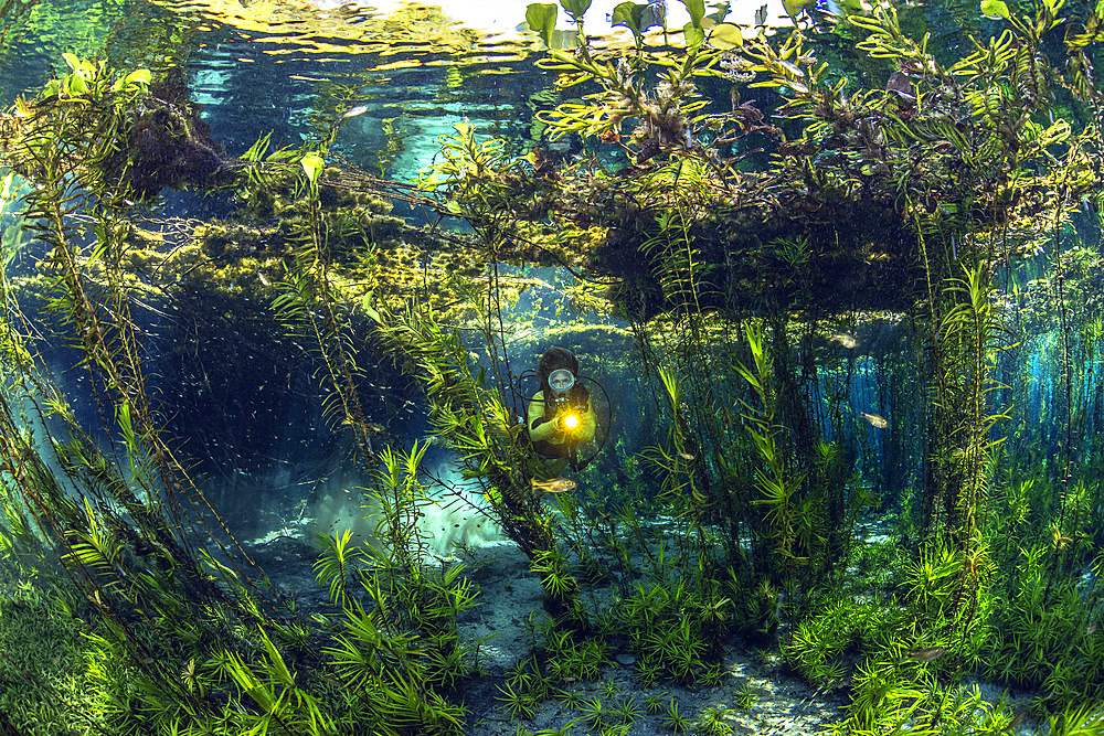 A diver in the dense marsh vegetation of the Corrego Azul river, close to Bonito, Mato Grosso do Sul, Brazil