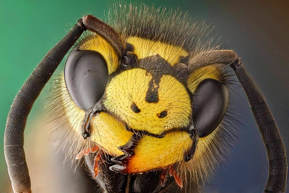 Vespula germanica or German wasp; this hairy waspcan be identified by its three dots in the face