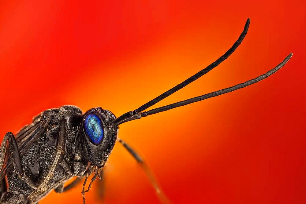 Household cockroaches are parasitized by this ensing wasp , it is an important biological control. Easy recogniced by it particular body shape and beautiful deep blue eyes