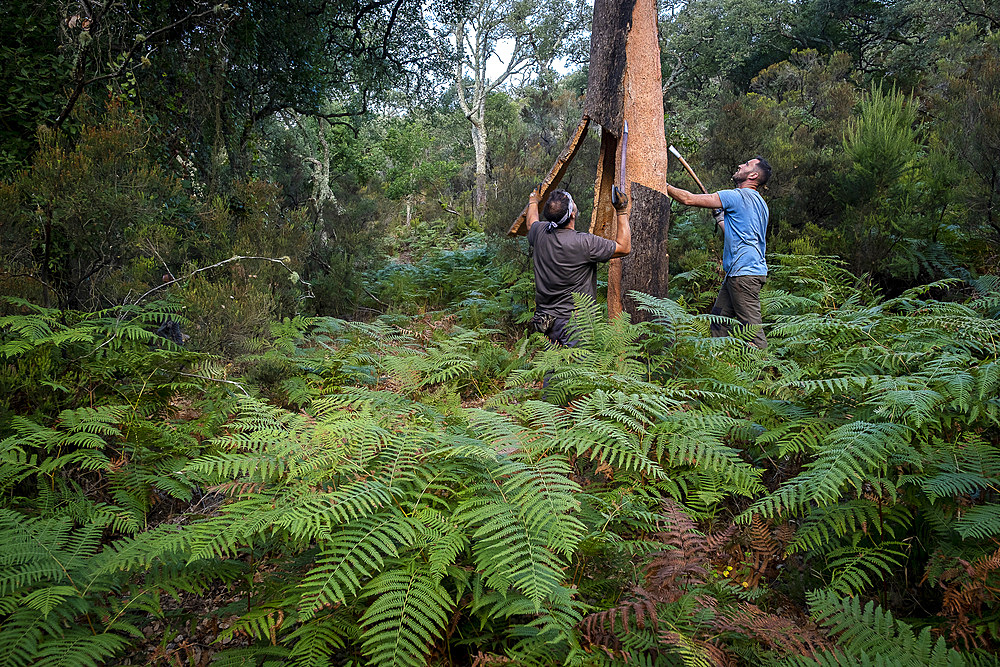 Cork collecting Natural Park Los Alcornocales Cortes de la Frontera Andalusia Malaga Spain