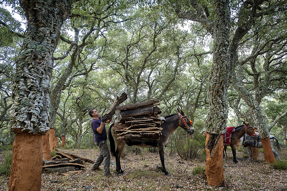 Cork collecting Natural Park Los Alcornocales Cortes de la Frontera Andalusia Malaga Spain