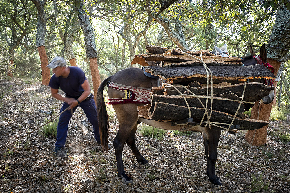 Cork collecting Natural Park Los Alcornocales Cortes de la Frontera Andalusia Malaga Spain