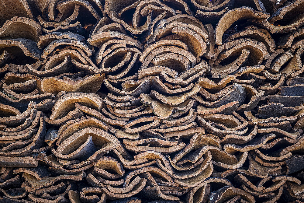 Cork collecting Natural Park Los Alcornocales Cortes de la Frontera Andalusia Malaga Spain