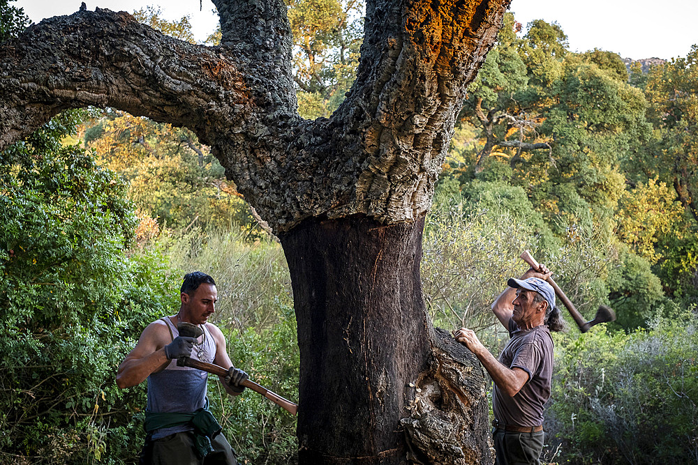 Cork collecting Natural Park Los Alcornocales Cortes de la Frontera Andalusia Malaga Spain