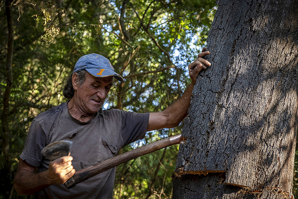 Cork collecting Natural Park Los Alcornocales Cortes de la Frontera Andalusia Malaga Spain