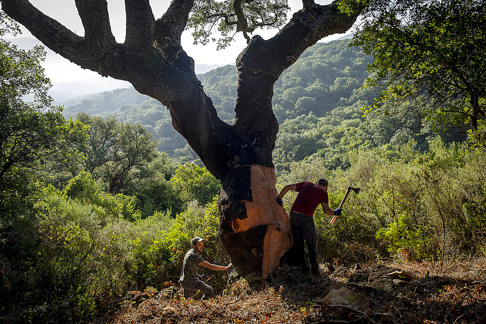 Cork collecting Natural Park Los Alcornocales Cortes de la Frontera Andalusia Malaga Spain