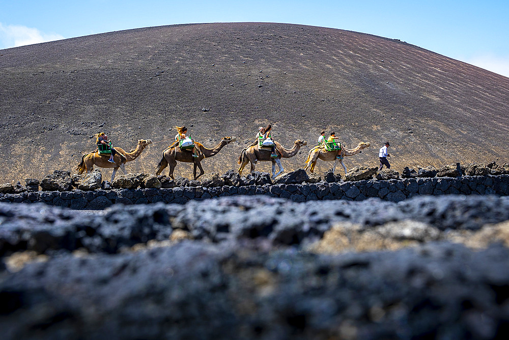 Tourists riding camels, in Timanfaya National Park, Lanzarote, Canary Islands, Spain