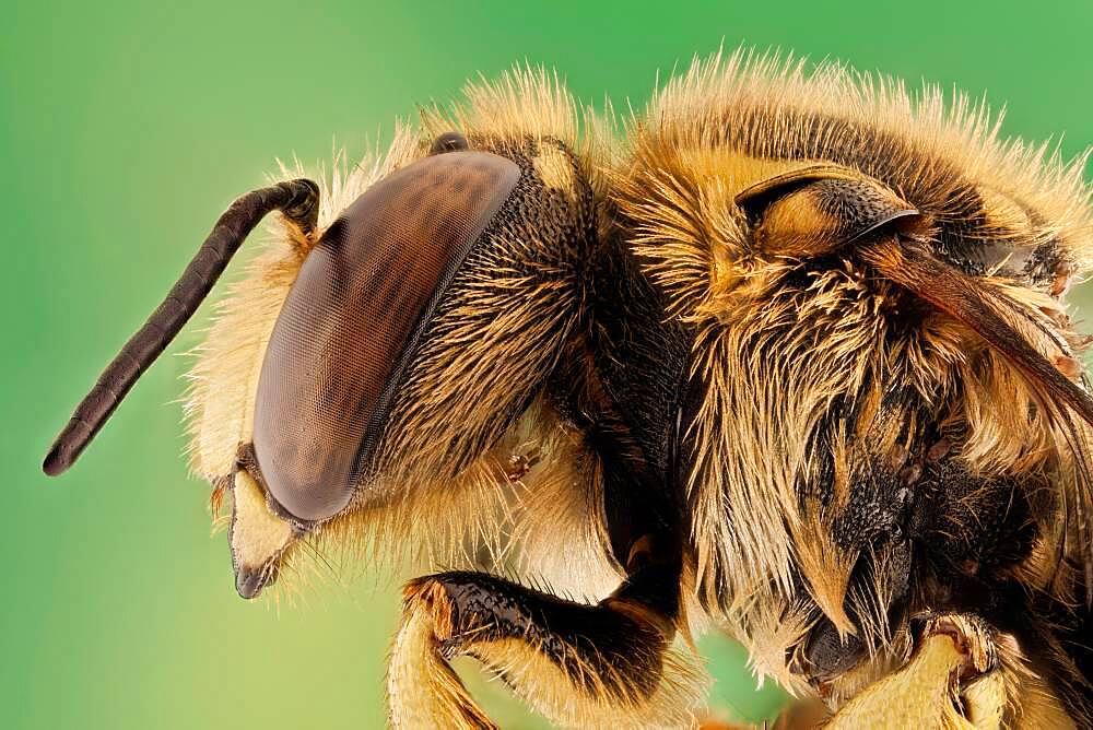 Anthidium manicatum or European wool carder bee, they are leaf-cutters and use leaves and petals from various ornamental plants such as roses, azaleas, ash, redbud, and bougainvillea. They use the leaf and petal segments to construct their nests