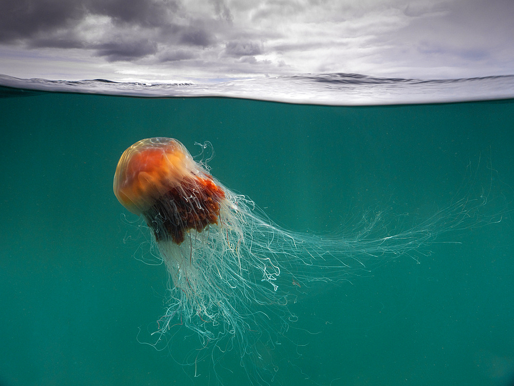 A large Lion's Mane Jellyfish (Cyanea Capillata) with flowing tentacles under the cloudy sky of the Isle of Coll, Scotland