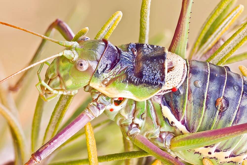 A bush cricket on a Rosmary plant. The atrophied wings of Ephippiger species are unfit to flight and only used for the emission of sounds. This one has some parasitic mites on it