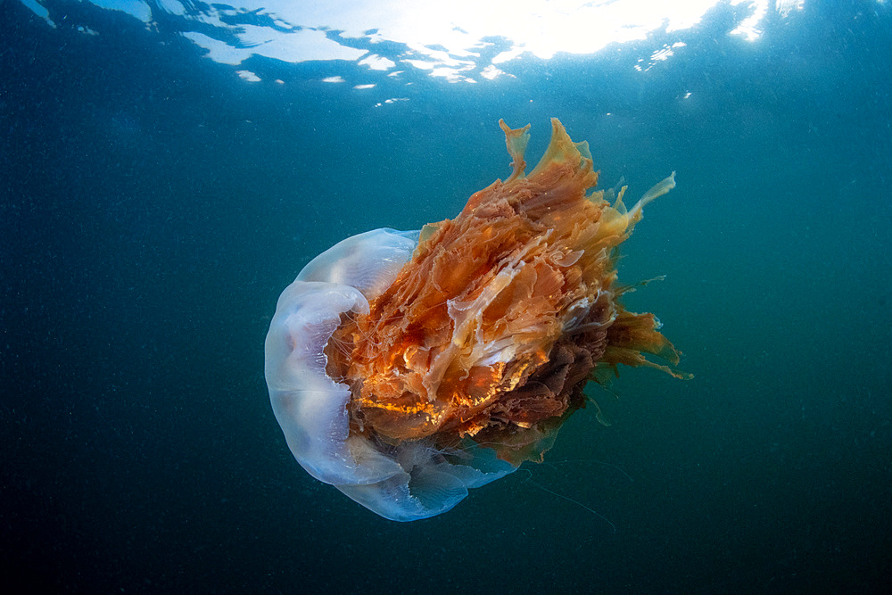 Lion's mane jellyfish (Cyanea capillata) with tentacles retracted showing it's huge flowing underside, underneath sunlight penetrating the water in Inverclyde, Scotland.