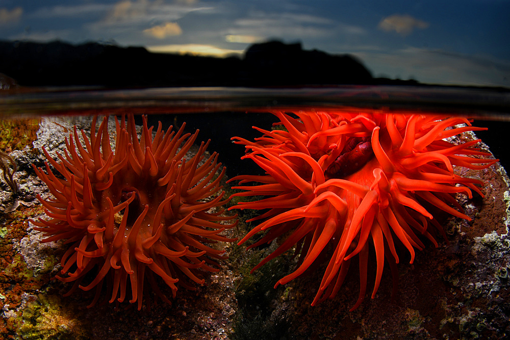 Two beadlet anemones, one a brilliant red colour, in a rockpool with the water line visible and sunset in the background.