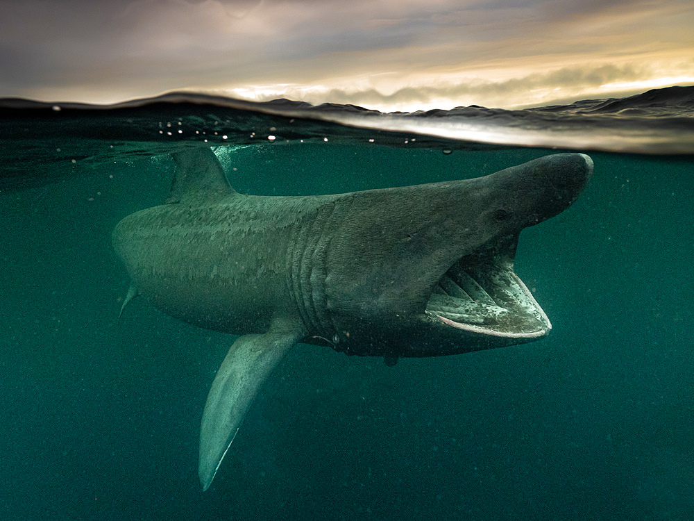 Split shot of a Basking Shark (Cetorinus Maximus) in Gunna Sound, Isle of Colll, Scotland. It's mouth is gaping as it feeds. Clouds are lit with the setting sun in the background.