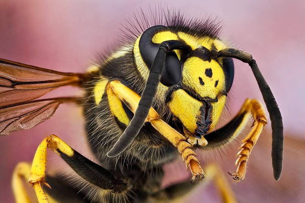 The German wasp has typical wasp colours of black and yellow. It is very similar to the common wasp (Vespula vulgaris), but its face has three tiny black dots.