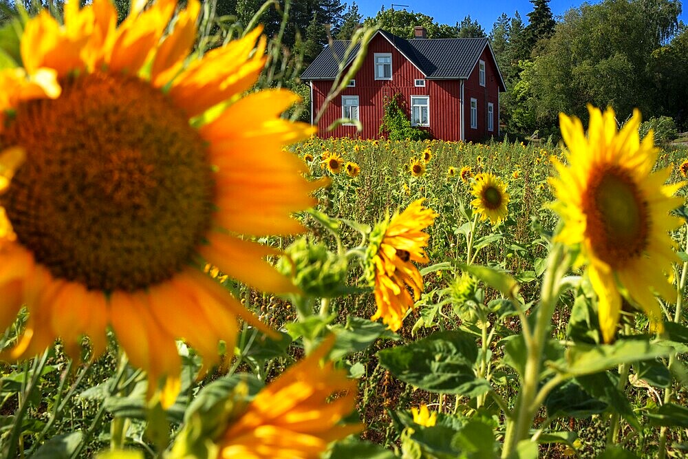 Typical houses and sunflowers field in Korpo or Korppoo island, Korpostrom coast Southwest Finland Turku archipelago. The archipelago ring road or Saariston rengastie is full of things to see, do and do. The Archipelago Trail can be taken clockwise or counter clockwise, starting in the historical city of Turku, and continuing through rural archipelago villages and astonishing Baltic Sea sceneries. The Trail can be taken from the beginning of June until the end of August.