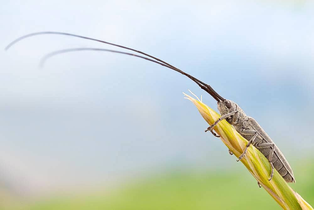 This particular species of longhorn beetle can damage cereal crops but not to an extent of being considered a pest