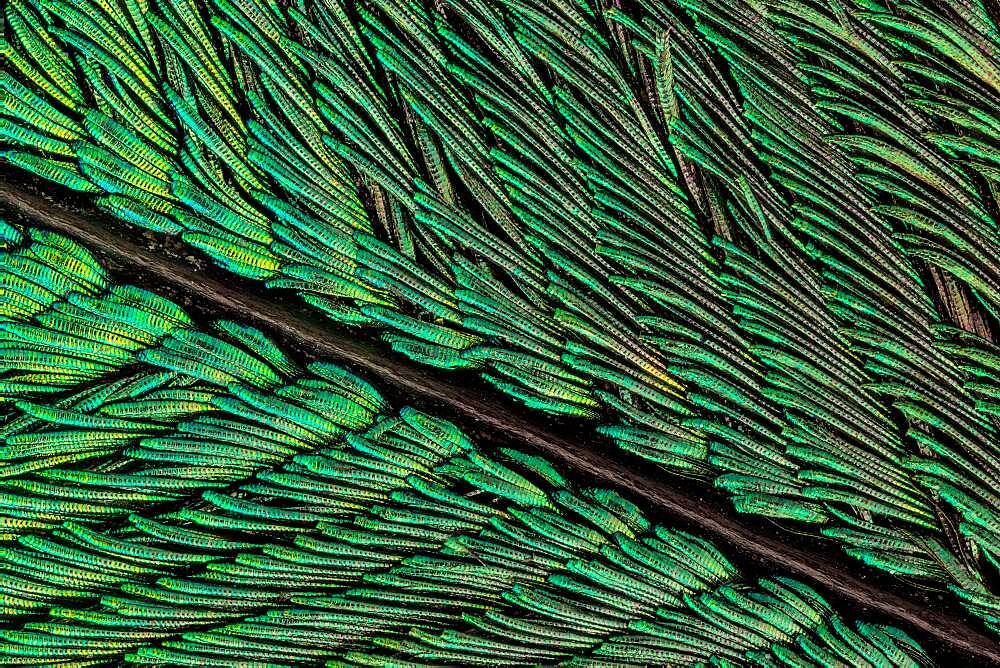 Peacock tail feathers are pigmented brown, but their microscopic structure makes them also reflect blue, turquoise, and green light, and they are often iridescent.