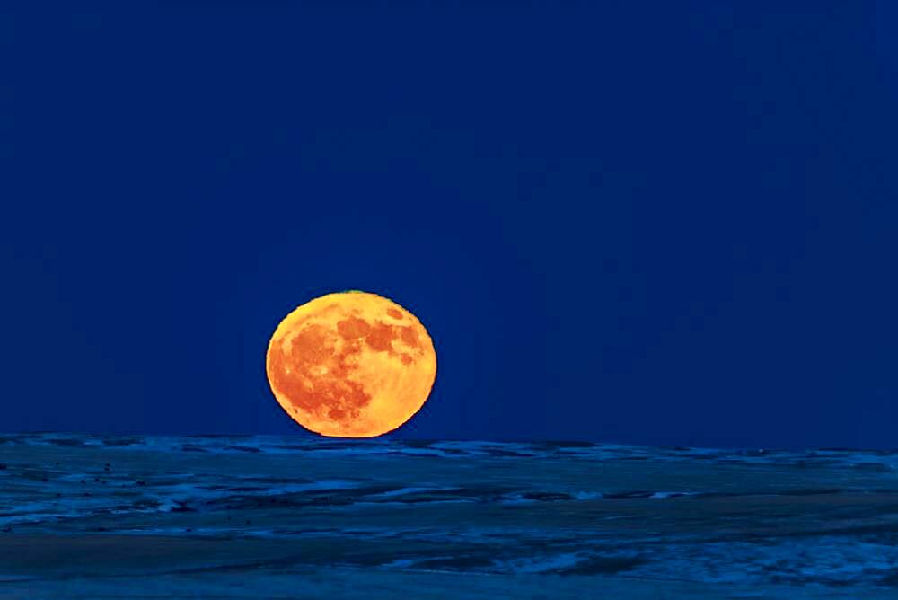 The Full Moon rising on December 22, 2018,  the day after the winter solstice, in a perfectly clear sky and over the distant horizon to the northeast over the snow-covered prairie. Some cows are grazing at left! The top edge of the Moon has a green rim and the bottom edge a red rim, from atmospheric refraction. But it made for a Christmas-coloured Moon ornament on the horizon! The dark lunar mare and even the bright rays splashing from Tycho at bottom are visible.