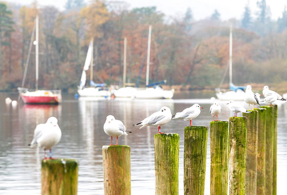 Seagulls sitting on jetty posts on a misty autumn morning at Windermere, Ambleside, Lake District National Park, UNESCO World Heritage Site, Cumbria, England, United Kingdom, Europe