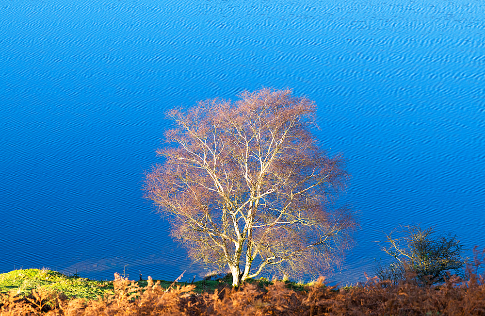 A tree in the morning light by the edge of Tarn Hows, Lake District National Park, UNESCO World Heritage Site, Cumbria, England, United Kingdom, Europe