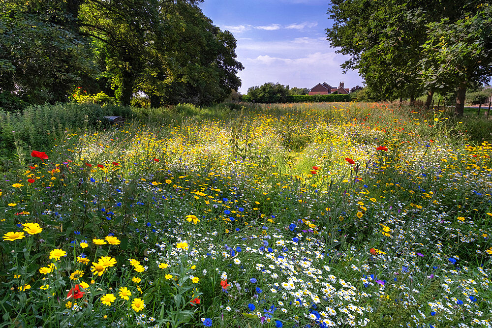 A beautiful wildflower meadow in summer, near Tarvin, Cheshire, England, United Kingdom, Europe