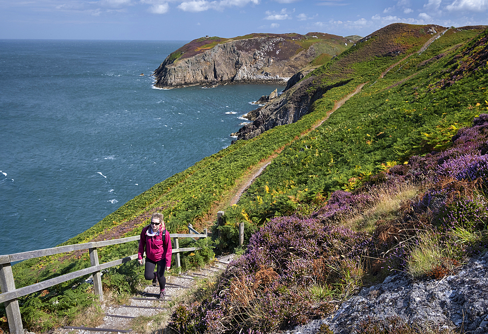 Young woman walking the Anglesey Coast Path in summer, near Cemaes, Isle of Anglesey, North Wales, Wales, United Kingdom, Europe