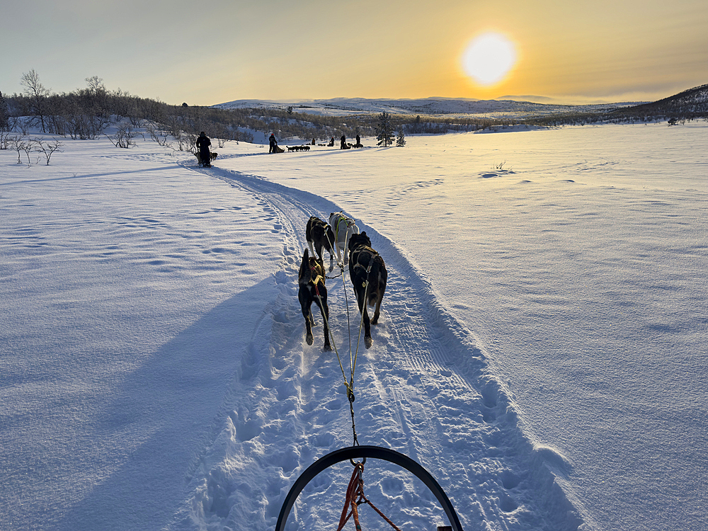 Husky Dog Sledding at sunset on the Finnmark Plateau, near Alta, Arctic Circle, Norway, Scandinavia, Europe