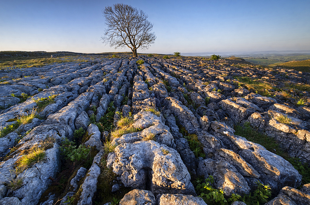 Lone Bare Ash Tree on Limestone Pavement, Malham Lings, Yorkshire Dales National Park, Yorkshire, England, United Kingdom, Europe