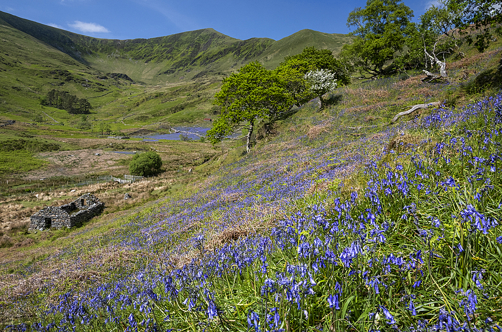 Bluebells (Hyacinthoides non-scripta) in Cwm Pennant backed by the Nantlle Ridge, Cwm Pennant, Snowdonia National Park, Eryri, Gwynedd, North Wales, UK