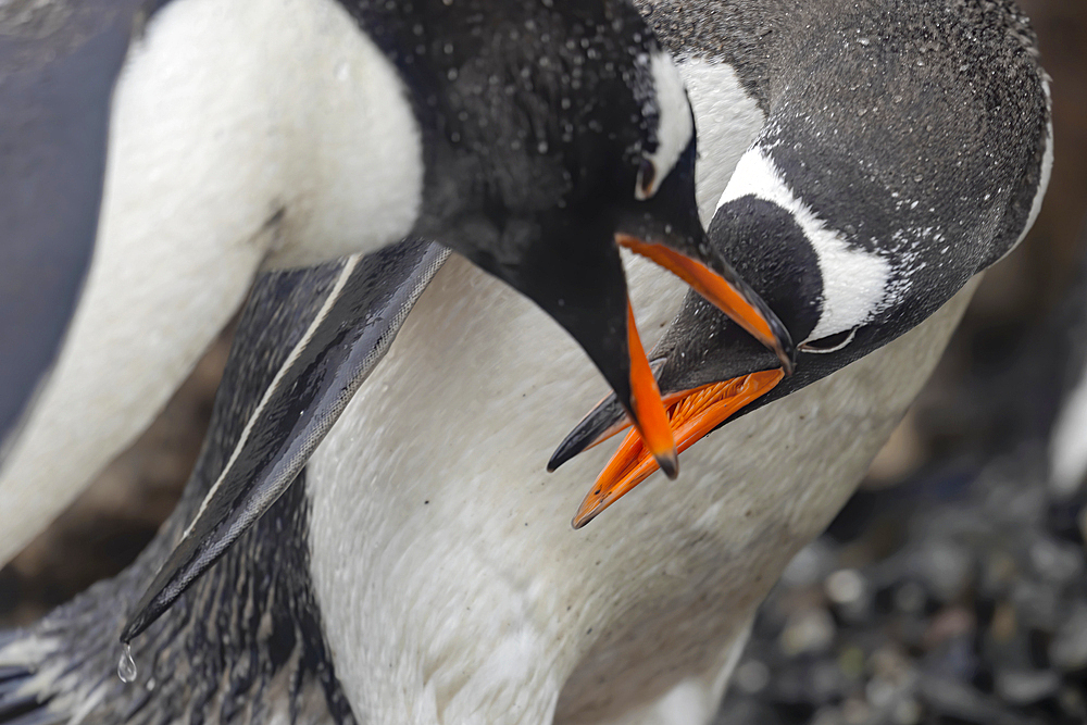 Two Gentoo penguins fighting over territory on the Antarctic Peninsula, Antarctica, Polar Regions