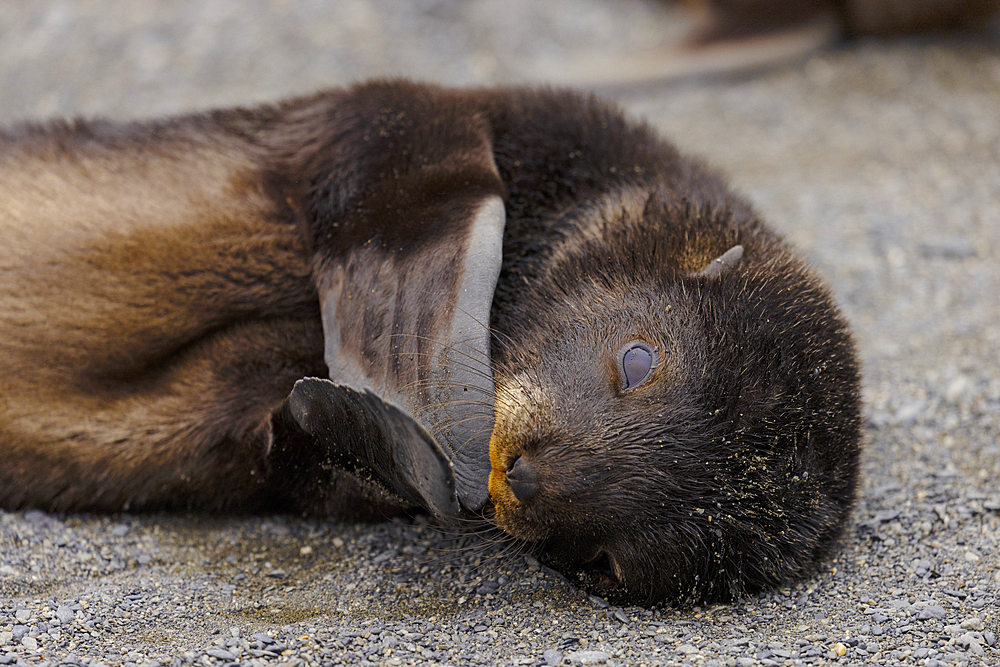 Southern Fur Seal pup on South Georgia Island, Polar Regions