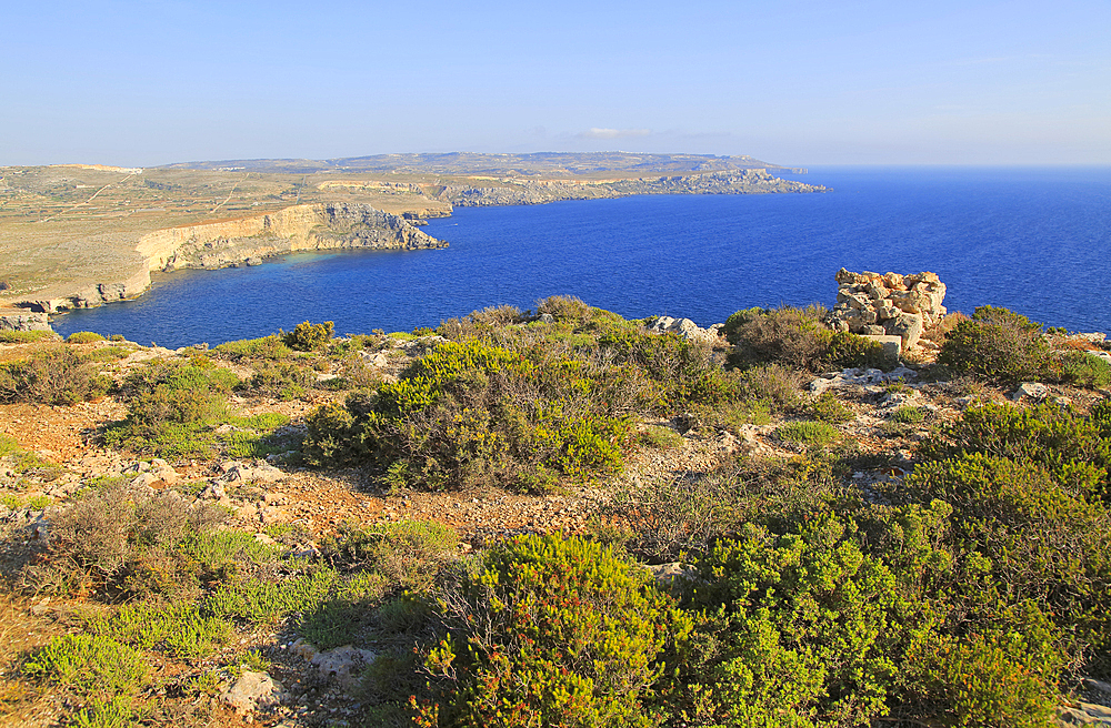 Coastal scenery vegetation, blue sea looking south from Res il-Qammieh, Marfa Peninsula, Republic of Malta, Mediterranean, Europe