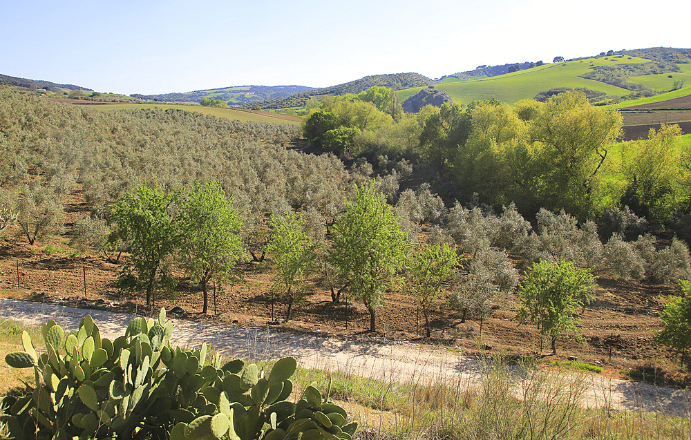 Farming landscape of Rio Setenil valley, Cuevas del Marques, Serrania de Ronda, Andalusia, Spain, Europe