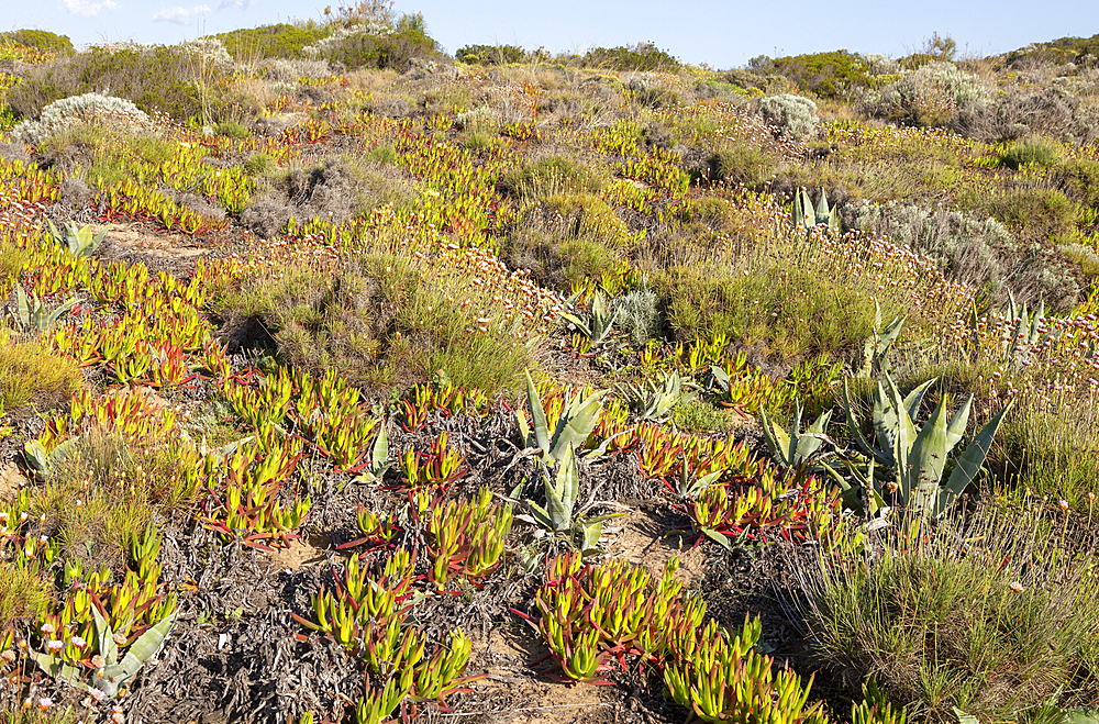 Vegetation along Rota Vicentina Fishermen's Trail, long distance coast path, Rogil, Algarve, Portugal, Europe